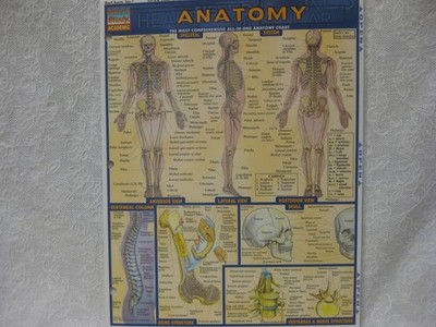 Anatomy (Quickstudy Reference Guides - Academic) by BarCharts, Inc., Very Good B
