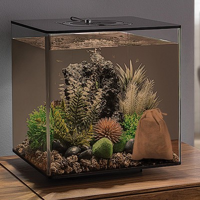 Fish Tank Almond Leaves Catappa Leaves Beta Fish Leaves Beta Fish ingenious
