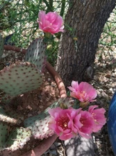 Opuntia basilaris x Santa Rita = Beaverita Pink Fruit and Flowers Cactus 1 Pad