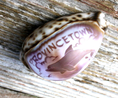 Vintage Cypraea Tigris Cowry Gem Marine Specimen Carved Provincetown