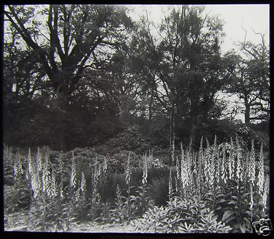 Glas Zauber Laterne Dia BLUMENSTUDIE NR2 UM 1910 WALD WILDBLUMEN