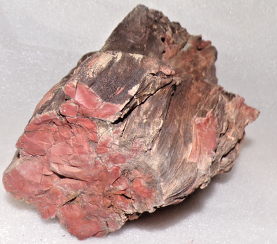 #ad 7.5quot; Limb Araucarioxylon Petrified Wood Chinle Formation Apache County $49.02