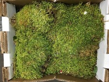 Fresh Sheet Moss. 3 to 5 lb. Box - Approx. 3.5 square ft.