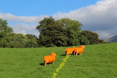 Foto 6x4 orange Schafe, Troutbeck hochgrün\/NY4103 diese bunten Saiblinge c2016