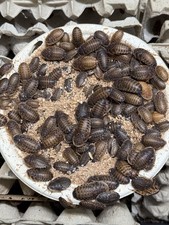 Dubia Roaches 100 Medium 3/4" Feeder Bugs Free Shipping