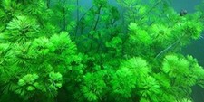 Limnophila Sessiflora 5 steli rara pianta facile gestione acquario dolce