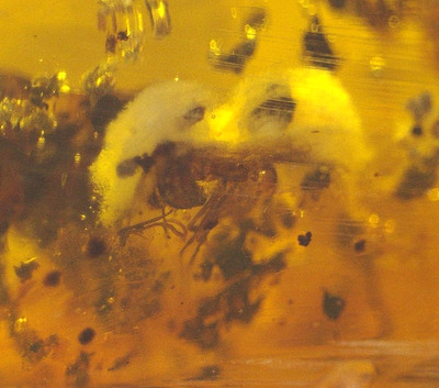 White Fungi Covered Ant with Wasp in Dominican Amber Fossil Los CaCaos Mines