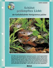 Der Karfunkelsalmler Hemigrammus pulcher / Aquariuminfokarte