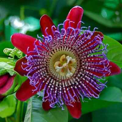 Giant Granadilla Passion Fruit Vine - Passiflora quadrangularis -STARTER  Plant | eBay