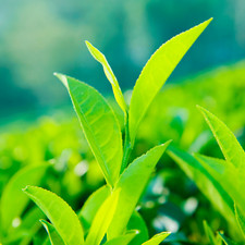 Ceylon Tea Pack Get 2 Buy 1 Free 