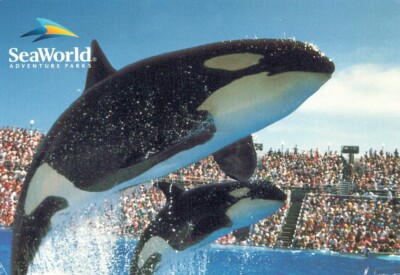AK SeaWorld ABENTEUERPARKS Wasserwelt Flüssigflosse Fluid Himmel Wal AA13625