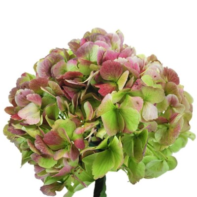 Box of 8 Green Antique Hydrangea Premium Stems   Classic and Elegant Blooms