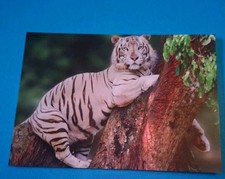 Rare Animal Postcard White Tiger On The Tree Tiger Postcard Tiger Postcard 