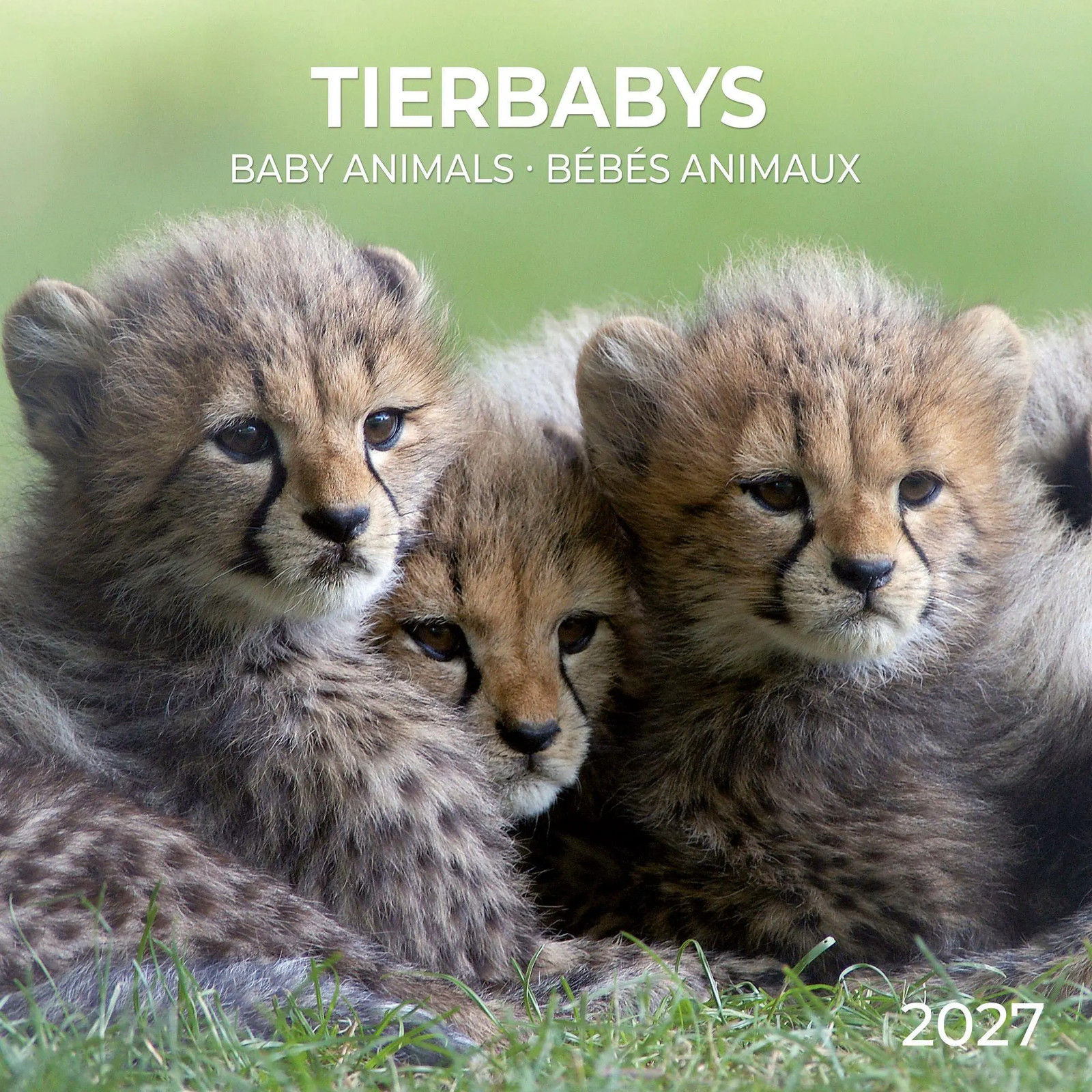 Tushita Paperart Gmbh Tierbabys / Baby Animals 2027 - Bild 5
