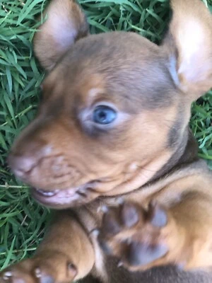 Mini Short Haired Dachshund Male Dogs Puppies
