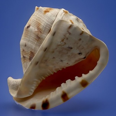 Natural Queen Helmet Conch Shell Large 6” Base Beautiful Browns