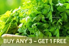 CORIANDER - 400 SEEDS - cilantro - Coriandrum sativum -