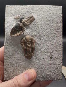 Museum Worthy Trilobite Plate With Pyrite Shells / Waldron Indiana Fossil