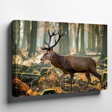 Majestic Buck Deer With A Full Set Of Antlers Wall Art Canvas Print Home Decor