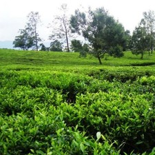400g Ceylon GREEN TEA Whole Leaf Sri Lanka FREE EXPRESS SHIPPING