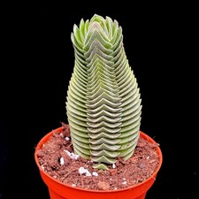 Extra Large Crassula Columnaris "Buddha's Temple" unusual succulent  in 8 cm pot
