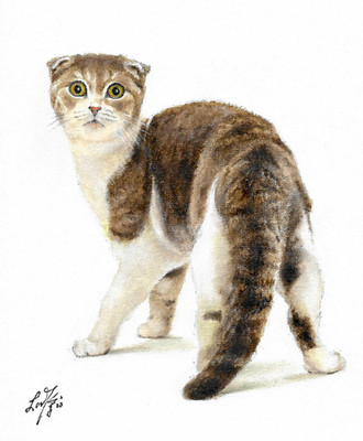   ORIGINAL Oil Portrait Painting SCOTTISH FOLD Artist Signed Cat Artwork 8x10