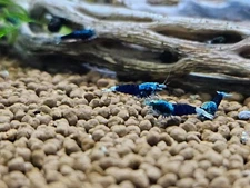 Ocean Blue Caridina Shrimp (5+1)