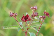 Potentilla palustris - Marsh Cinquefoil - 30 SEEDS - Pond