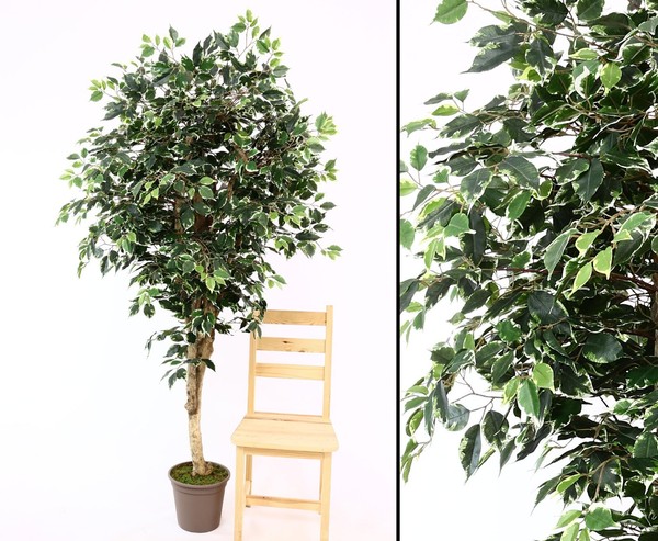 Ficus Kunstbaum Premium 175Cm Echtholzstamm Mit ÄSten Von Ibizanos-image