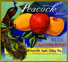 Watsonville California Peacock Bird Apple Fruit Crate Label Art Print