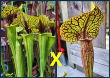 2025 SARRACENIA SEEDS: FLAVA ACID VIPER X KING COBRA [CARNIVOROUS PLANT SEED]