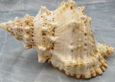 Giant Frog Seashells Brown Tan Orange Bursa Bubo (1 shell approx. 7+ inches)