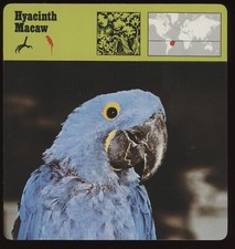 Hyacinth Macaw  Safari Cards Rencontre Birds