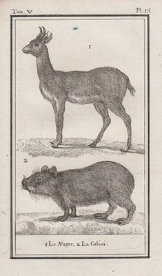 Orig. Kupferstich: Le Nagor, Le Cabiai, Riedbock, Capybara, Pl.15. Aus einem zoo
