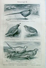 1896 Antique CHICKEN BIRDS HÜHNERVÖGEL FASAN Lithograph Original Art Print Plat