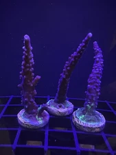 Live Coral Acro Purple Exquisita 1"+