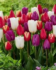 Ten Bulbs 12+ cm Tulip Triumph Stars and Stripes Mix
