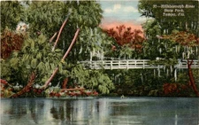 Hillsborough River, State Park, Tampa, Florida Postcard