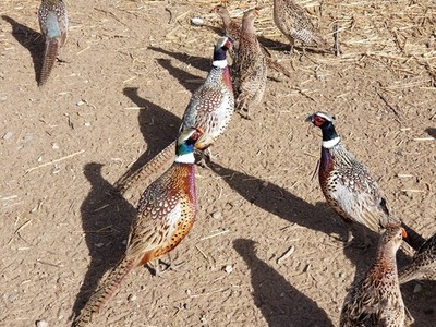 50+ Ringneck with 20% Melanistic Pheasant Eggs NPIP Certified