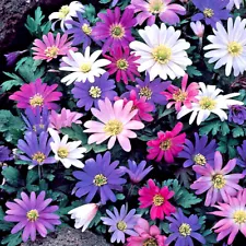 5 WINDFLOWER Anemone Flower Bulbs mixed color collection- PRE-CHILLED
