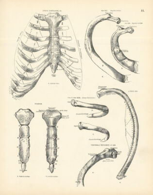 Anatomie. Rippenknorpel, 2., 11. & 12. Rippe, Brustbein, Wirbelrippe 1880