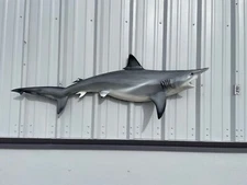 62" Blacktip Shark Half Mount Replica - Quick Production