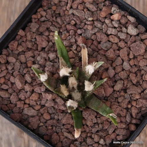 C7308 ARIOCARPUS AGAVOIDES pot8 H4-W5 cm MaMa Cactus cites - Imagen 4 de 6