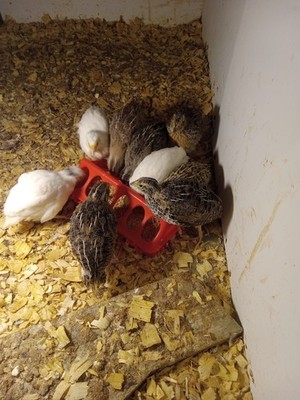 24 Coturnix Quail Hatching Eggs, Party box