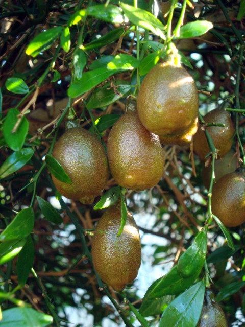 FINGER LIME. CITRON CAVIAR C-22 !!!OFERTA!!! - Imagen 3 de 4