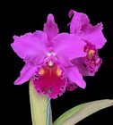 New ListingCattleya Orchid Division. Blc Memoria Crispin Rosales ‘Trymwood’ Am/Aos. Rare