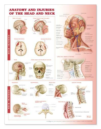 チャートギャラリー standard Chart Gallery2.0 HEAD NECK Laminated Wall Chart 20
