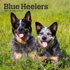 Blue Heelers | 2024 7 x 14 Inch Monthly Mini Wall Calendar