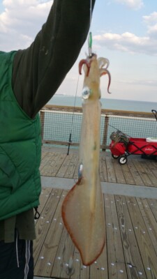 NWF Vertical Jigging Calamari squid Jig/Lure set for Pier fishing ~  US Seller !