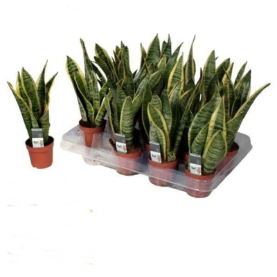 sansevieria luxe mix 8L Sansevieria Potting Mix | Snake Plant Soil-Less Gritty Mix main image 0